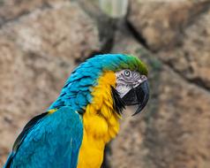 a colored parrot in a cage