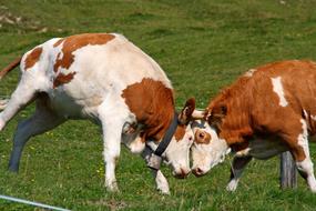 battle of the cows