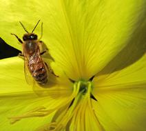 wasp yellow view