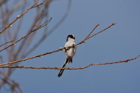 a winged bird on a branch