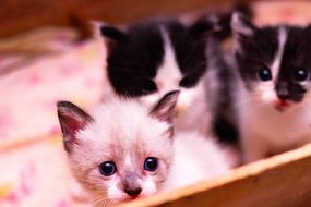 little kittens in a box