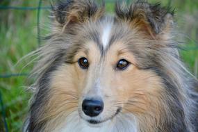 fluffy husky is beautiful
