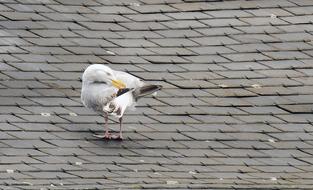 seagull on the roof view