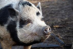 pig in white pattern