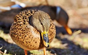 brown duck with a big beak