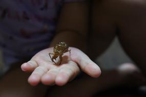 a bug on the girl's arm