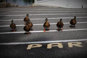 ducks on the road streets