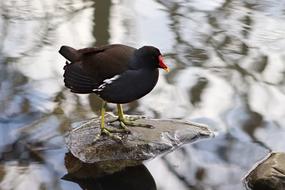 a black duck with a red nose