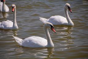 white swans in the water