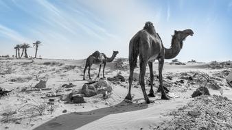 grey camel in the desert
