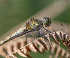 dragonfly leaf dry view