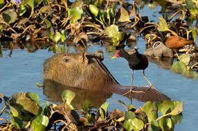 floating capybara with a bird