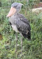 a bird with a big beak in the grass