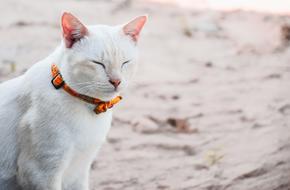 fluffy cat in an orange collar