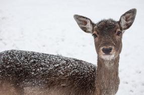 brown deer in the snow