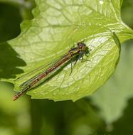 dragonfly on a green leaf view