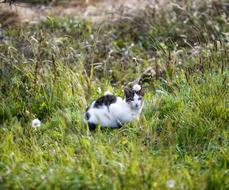the cat walks in nature