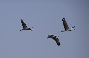 birds a lot sky gray