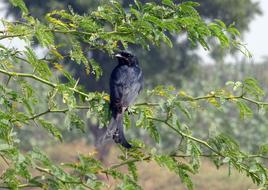 a black bird in a green tree