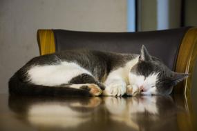sleeping cat on the table