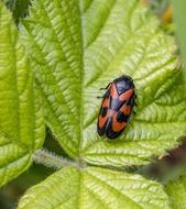 black beetle with red spots