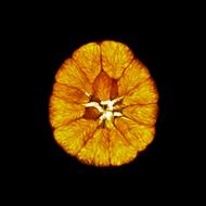 Orange Cross Section Fruit