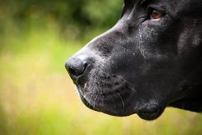 a dog on a green background with a black nose