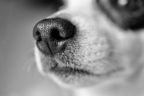 a dog with a cute nose and a white muzzle