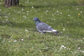 grey blue in green grass