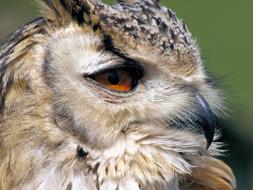 fluffy owl with a sharp beak