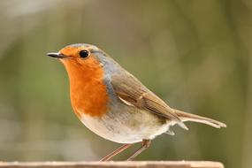 a bird with orange feathers