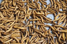 exotic worm dish
