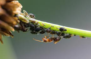 insects on a green stem