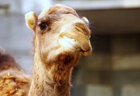 a camel chewing grass