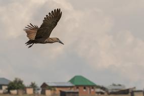 a soaring bird in the boundless sky view