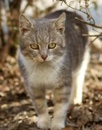 cat in the forest nature