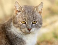 nature muzzle green eyes