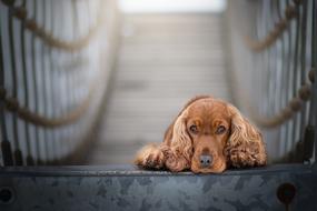 fluffy dog on the bridge