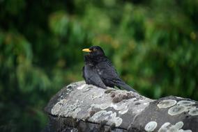 blackbird on a rock in the woods