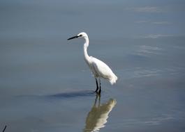 white bird on the big lake