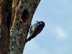 black backed woodpecker