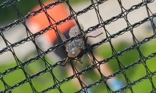 there's a fly stuck in the fence