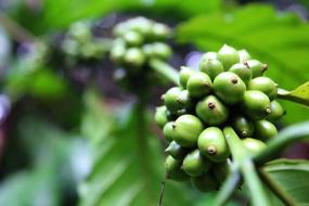 green coffee beans on a branch