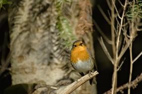a magnificent bird in a hollow tree
