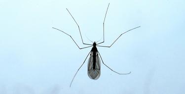 big mosquito on a blue background