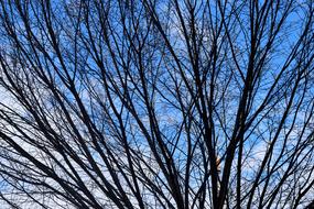 Barren Tree Winter Season