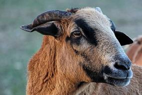brown wild goat