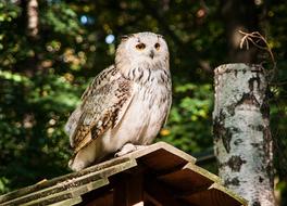 white owl on the roof in the green trees