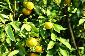fruit garden tree