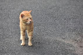 a cute ginger cat on the pavement